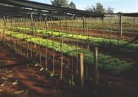 Frutas y verduras de la granja